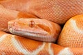 Super Sunglow Boa constrictor Royalty Free Stock Photo