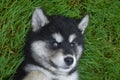 Super Sweet Face of an Eight Week Old Puppy Royalty Free Stock Photo