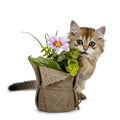 Cute golden british longhair cat kitten on white background Royalty Free Stock Photo