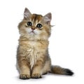 Cute golden british longhair cat kitten on white background Royalty Free Stock Photo