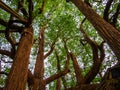 Super tree in Kandy Botanical Garden Royalty Free Stock Photo