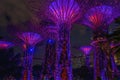 Super trees illuminated by blue, red lights in the grove in the Gardens by the Bay in Singapore, Asia Royalty Free Stock Photo