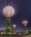 Super Trees Night Scene at Singapore Gardens by the Bay Royalty Free Stock Photo