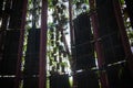 Super trees of Singapore from inside