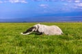 Super Tusker Paulo in Amboseli Royalty Free Stock Photo