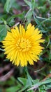 Super uu close shot of sunflower very pretty