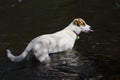 Super water dog sticking her tongue out as she frolics in the lake in the hot southwestern desert summer heat