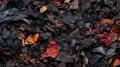 Authentic Dark Crimson And Blue Rubber Leaves On The Ground