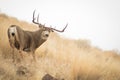 Super Wide Buck going over a ridge Royalty Free Stock Photo