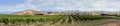 Super wide panorama of Marlborough Sauvignon Blanc Vines and hills