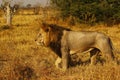 Superb Adult male lion follows in season lioness