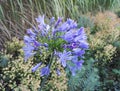 Superb African lily, blue agapanthus surrounded by euphorbia