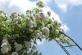 Superb blooming of a white climbing rose in a garden