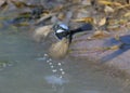 Superb blue fairy wren