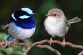Superb Blue Fairy Wrens Royalty Free Stock Photo