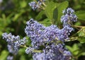 Superb blue flowering of Ceanothus delilianus `Gloire de Versailles`