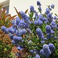 Superb blue flowering of Ceanothus