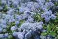 Superb blue flowering of Ceanothus