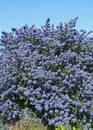 Superb blue flowering of Ceanothus