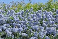 Superb blue flowering of Ceanothus