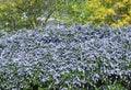 Superb blue flowering of Ceanothus