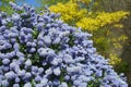 Superb blue flowering of Ceanothus