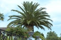 Superb canary palm Phoenix canariensis