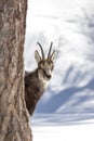 Superb Chamois in the National Park, Aosta Royalty Free Stock Photo