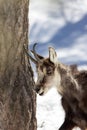 Superb Chamois in the National Park, Aosta Royalty Free Stock Photo