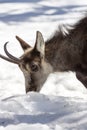 Superb Chamois in the National Park, Aosta Royalty Free Stock Photo