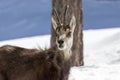 Superb Chamois in the National Park, Aosta Royalty Free Stock Photo