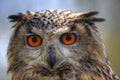 Superb close up of European Eagle Owl