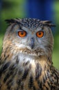 Superb close up of European Eagle Owl