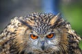 Superb close up of European Eagle Owl