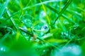 Superb close up of a rain dew drop on a clover leaf with light reflecting in it, centered, blurred green grass and clover plants Royalty Free Stock Photo