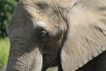 superb face of an African elephant with a good view of the details of its skin,