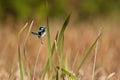 Superb-fairy wren