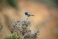 Superb Fairy-wren