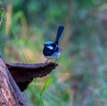 Superb Fairy Wren bird, or Malurus Cyaenus Royalty Free Stock Photo