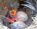 Superb Fairy Wren Chick and Eggs Royalty Free Stock Photo