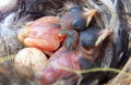 Superb Fairy Wren Chicks Royalty Free Stock Photo