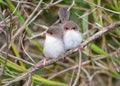 Superb fairy wren chicks