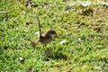 Superb Fairy-Wren