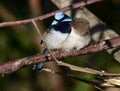 Superb fairy wren mating pair Royalty Free Stock Photo