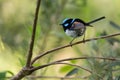 Superb Fairy Wren Perched On Branch