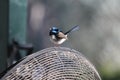 Superb Fairy Wren Sitting on Fan Royalty Free Stock Photo