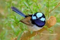 Superb Fairy-wren - Splendid Fairy Wren Royalty Free Stock Photo