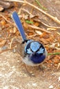 Superb Fairy-wren - Splendid Fairy Wren Royalty Free Stock Photo