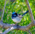 Superb Fairy Wren on a windy day Royalty Free Stock Photo