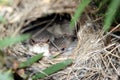 Baby Superb Wrens in the Nest Royalty Free Stock Photo